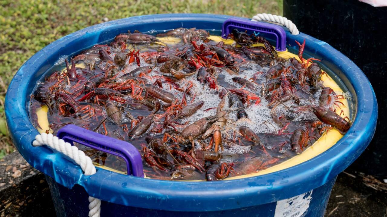 Policy Disconnect Cripples Louisiana Crawfish Industry Labor