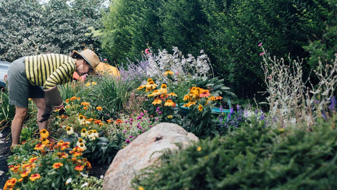 Replacing Lawn Systems With Resilient Native Plant Landscapes