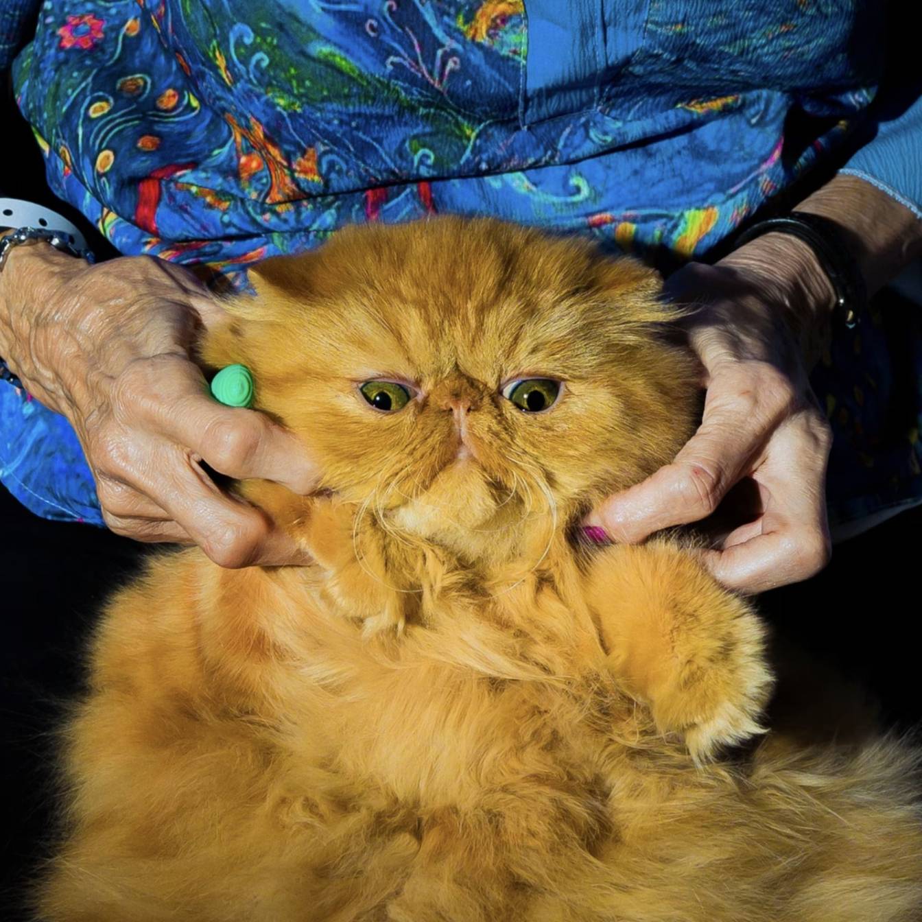 Weaponizing the Cat Lady Trope to Enforce Patriarchal Control