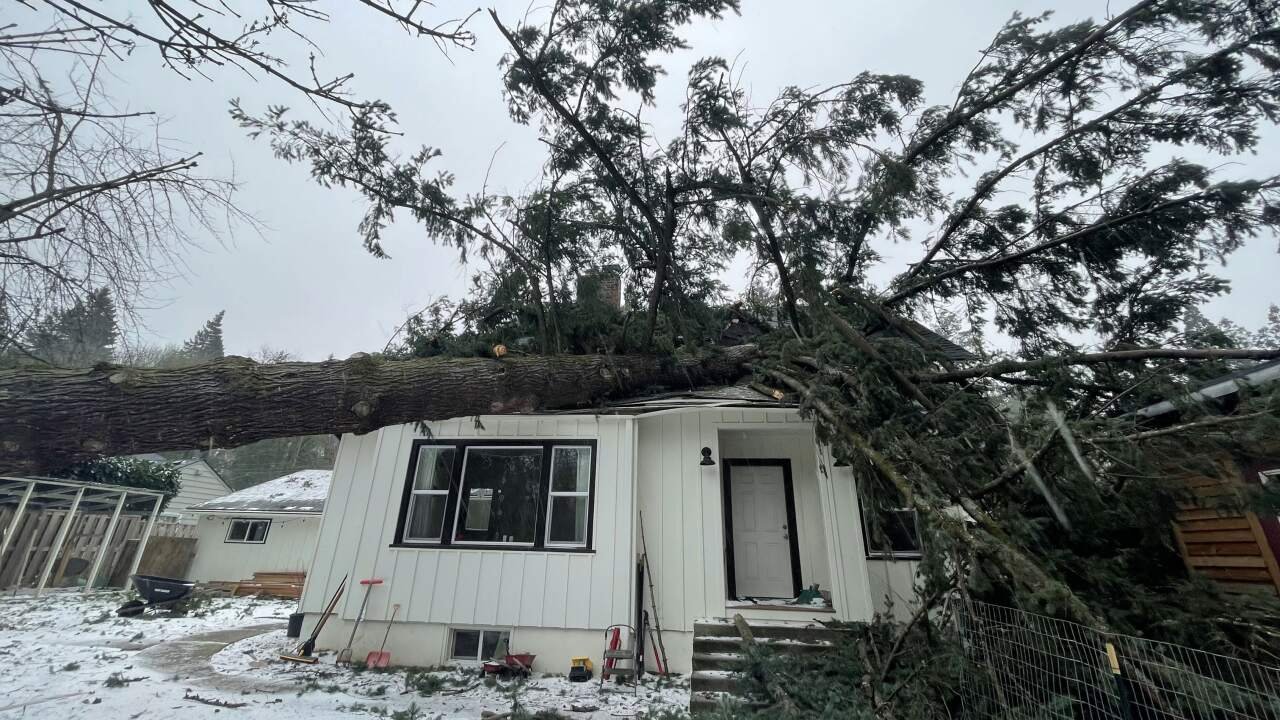 Municipal Tree Ordinances and the Erosion of Property Rights