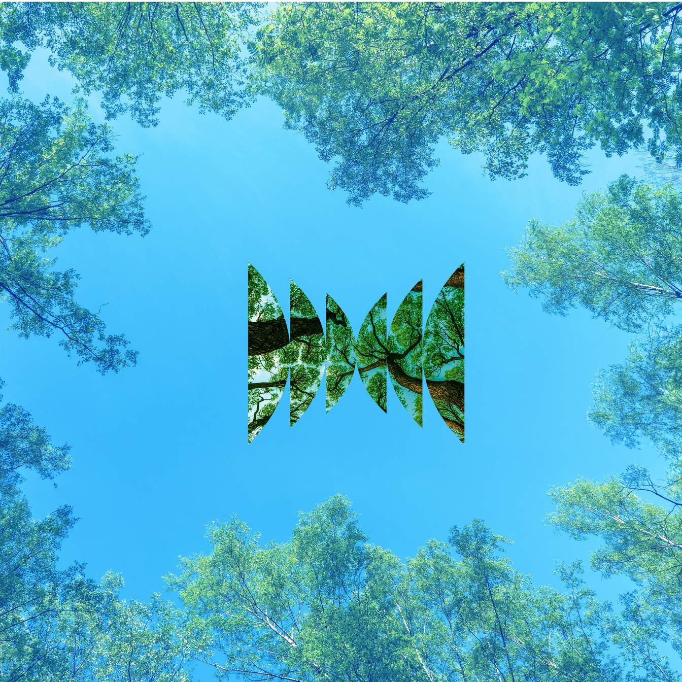 Forest Canopy Ecosystems Offer Hidden Abundance and Strategic Advantage