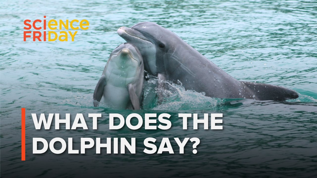 Dolphin Signature Whistles Reveal Complex Social Architecture