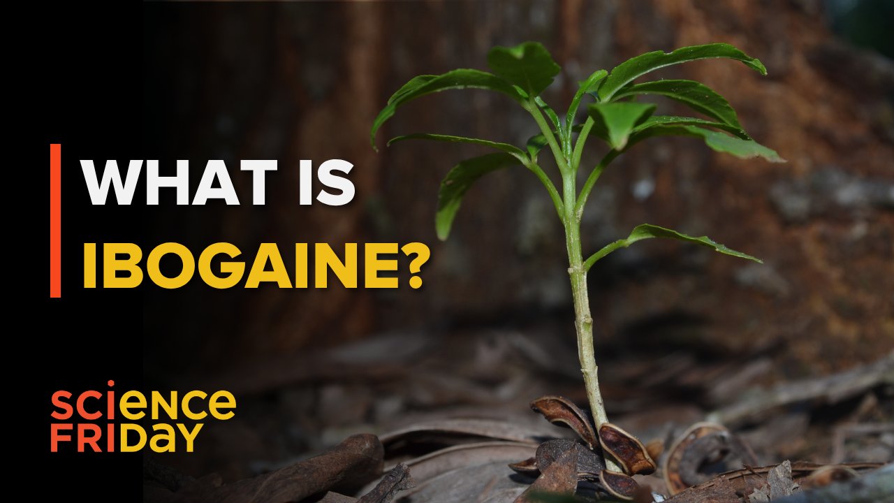Ibogaine Research: Balancing Rapid Breakthroughs With Scientific Rigor