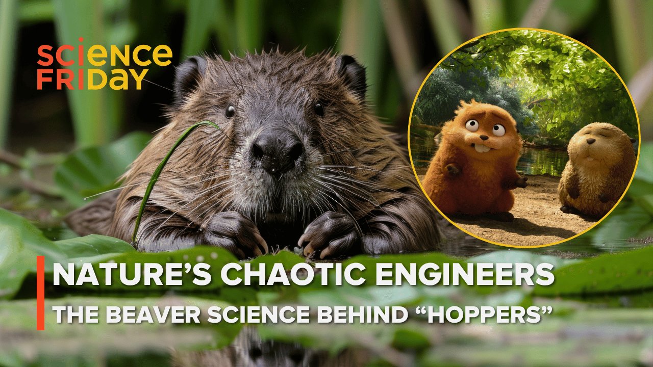 Beaver Engineering: Embracing Messiness for Ecological Resilience