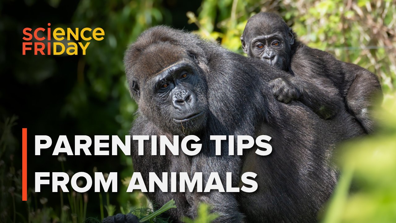 Human Children Evolved for Team Care, Not Solo Parenting