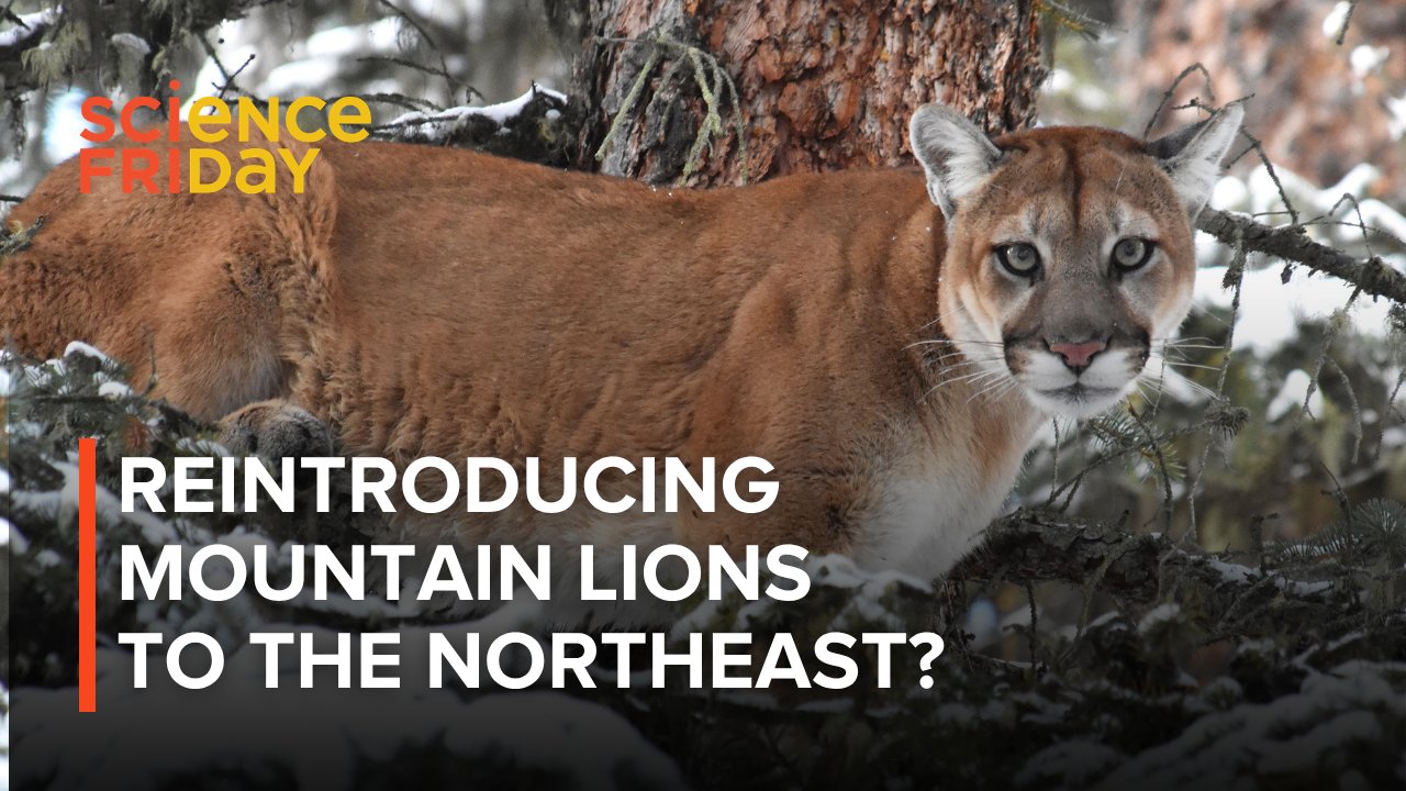 Overcoming Institutional Inertia for Mountain Lion Reintroduction