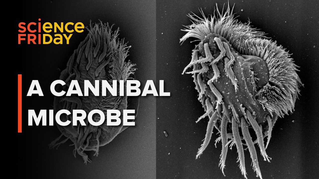 Engineering Targeted Antibiotics Through Microbial Decision-Making Pathways