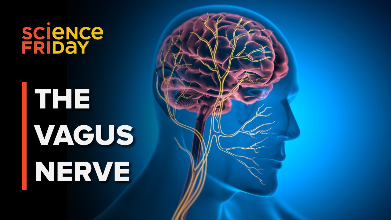 Distinguishing Precision Bioelectronic Medicine From Non-Specific Wellness Hacks