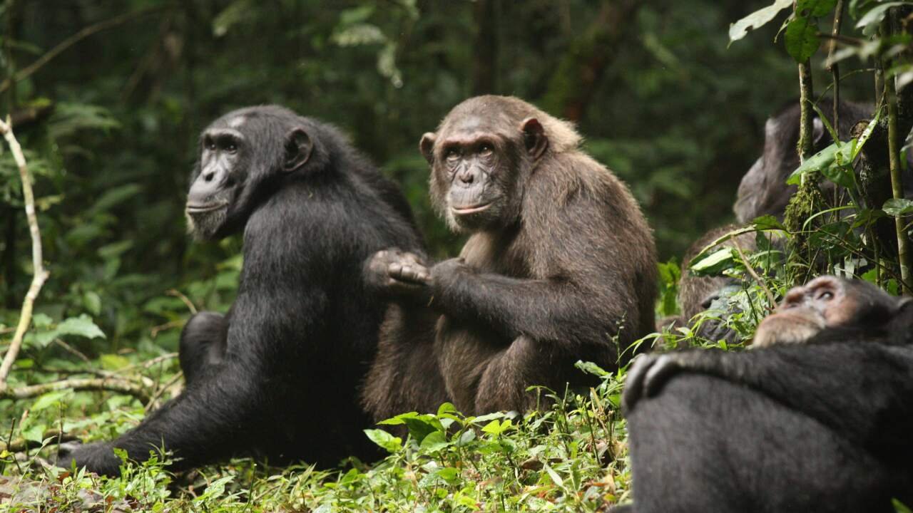 Ngogo Chimpanzee Civil War: Primal Conflict Rooted in Fading Relationships