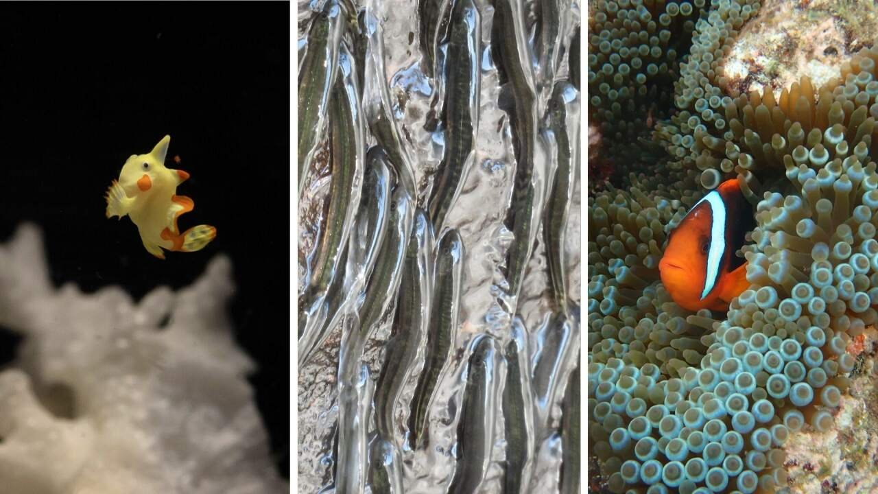 Organism Adaptations Reveal Hidden Biological and Conservation Complexities