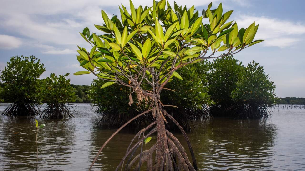 Mangroves: Coastal Resilience, Carbon Sequestration, and Fisheries