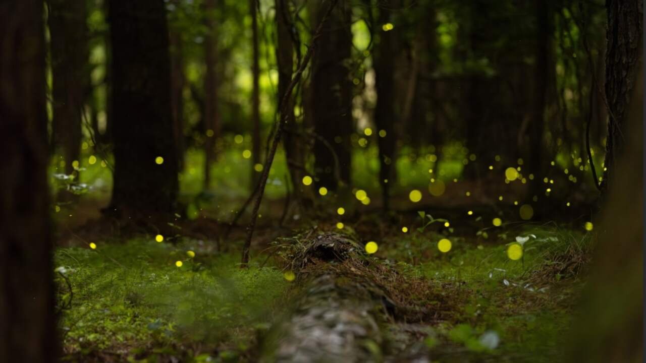 Myopic Perception of Ecological Success Risks Species Loss