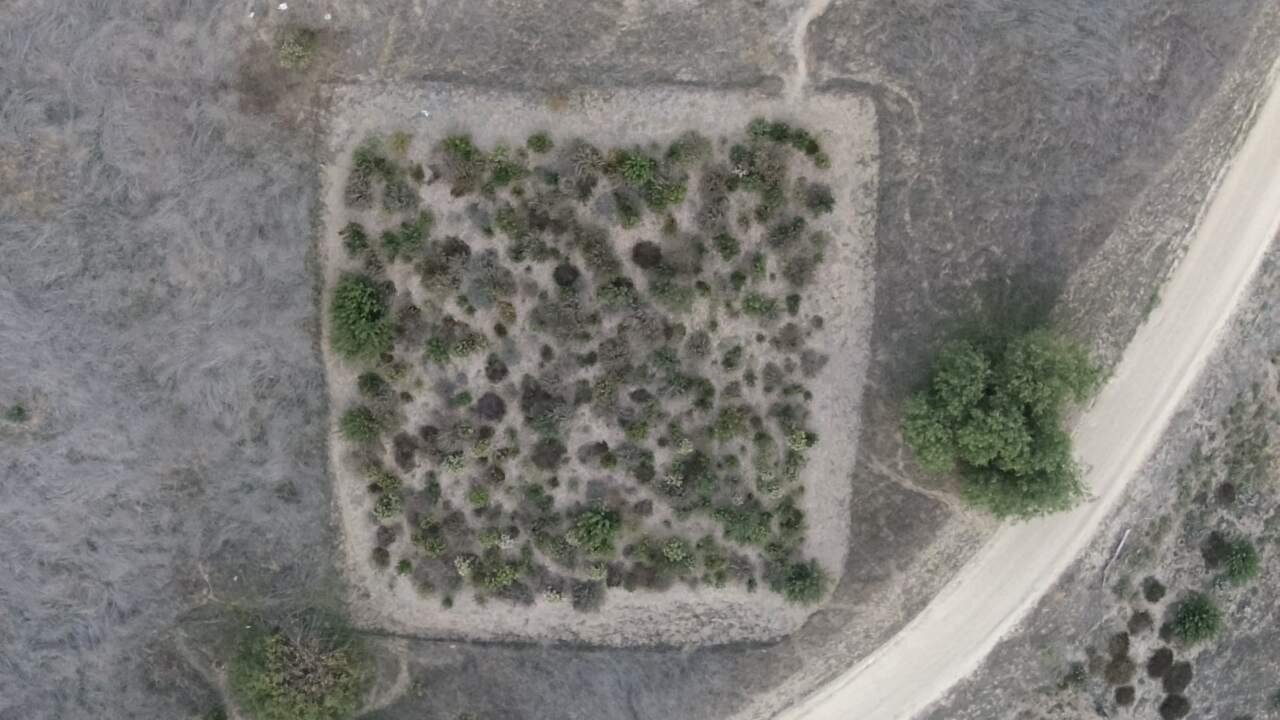 Micro-Forests: Accelerating Ecosystems for Urban Resilience