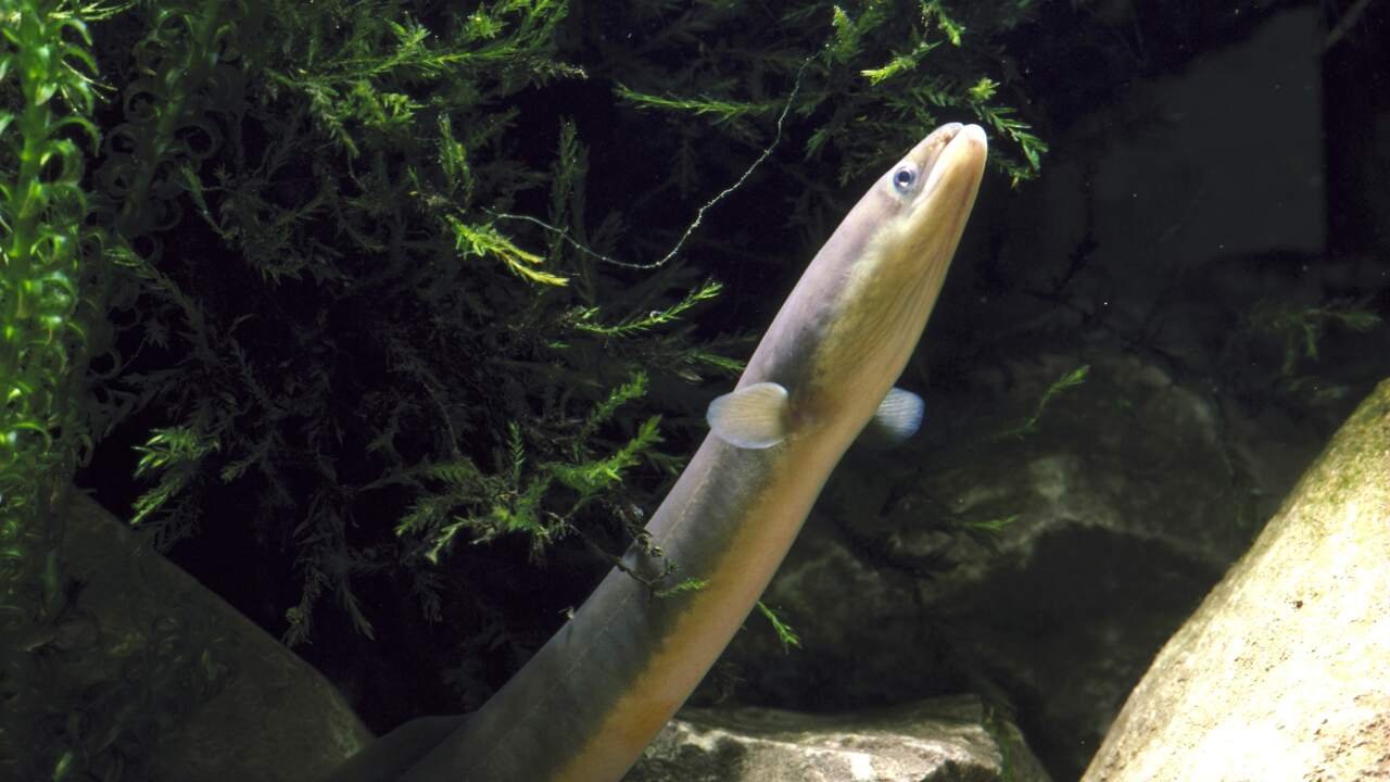The Eel’s Elusive Spawning Teaches Humility in Science