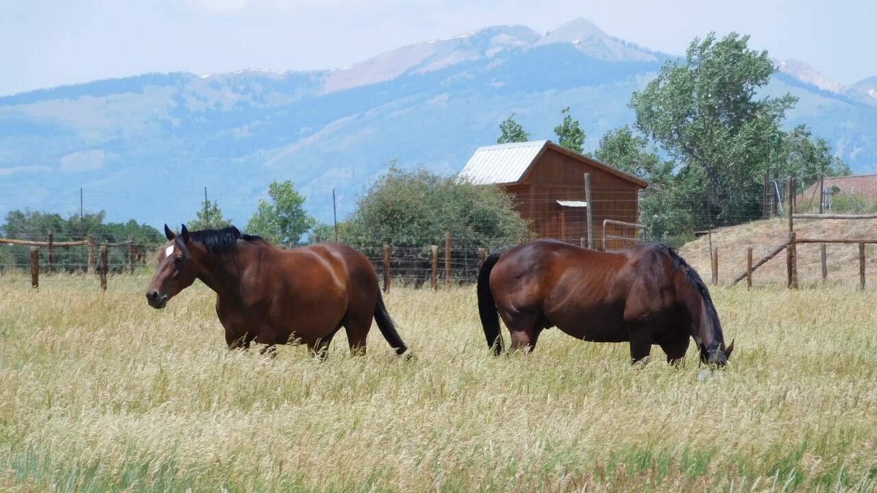 Mitigating Human Categorical Bias Through Equine Cognitive Models