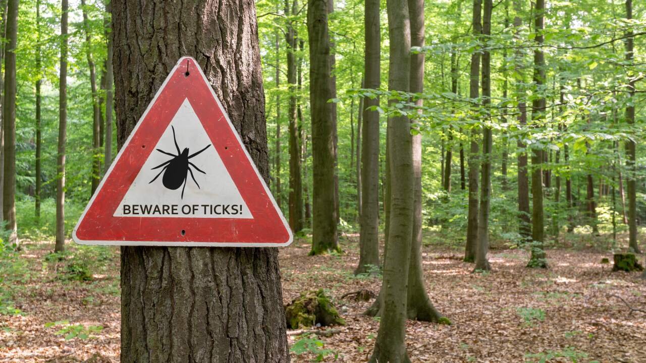 Why Linear Ecological Interventions Fail to Stop Lyme Disease