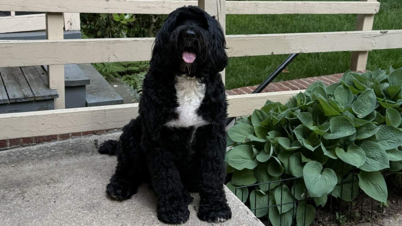 Targeting Metabolic Root Causes to Extend Canine Healthspan