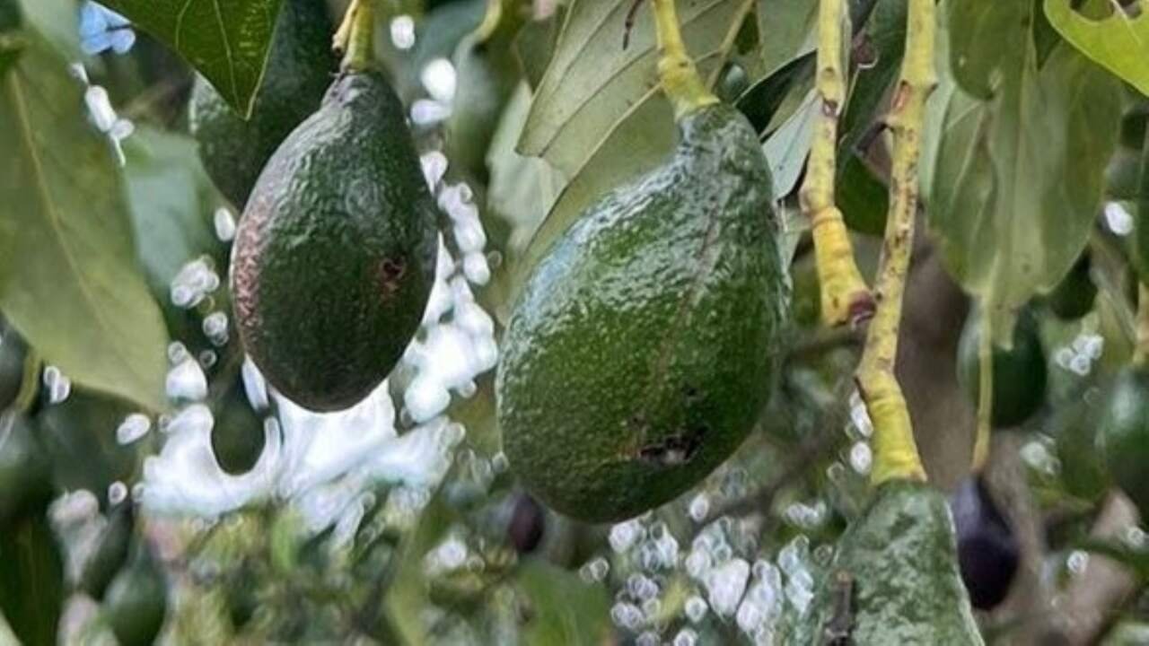 Prioritizing Genetic Diversity to Ensure Agricultural System Resilience