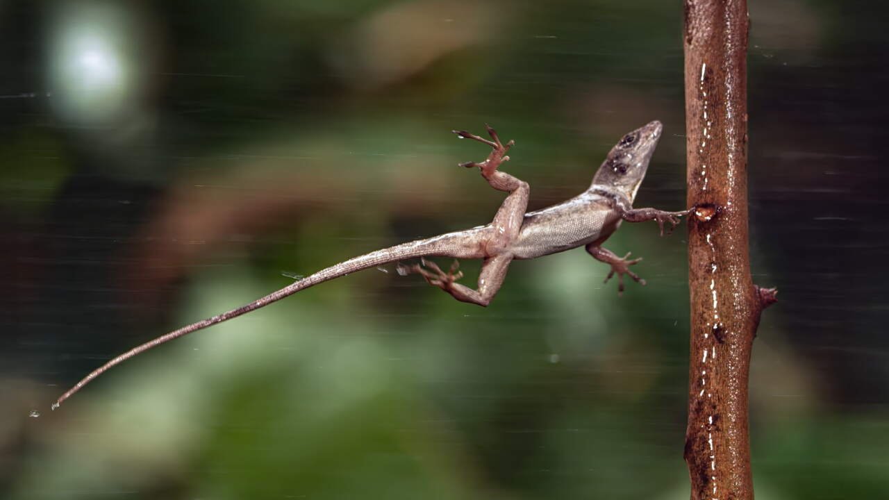 Extreme Stressors Force Systemic Evolution and Reveal Hidden Truths