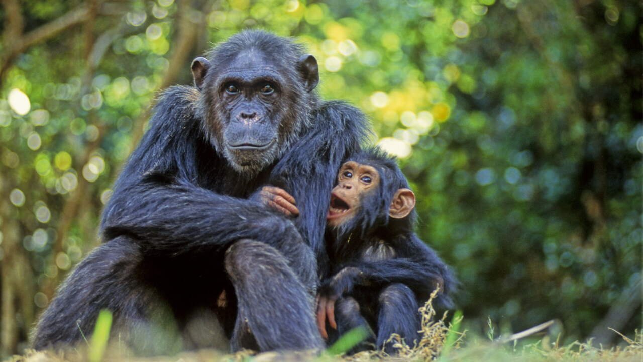 Integrating Evolutionary Intelligence Into Modern Pharmaceutical Discovery