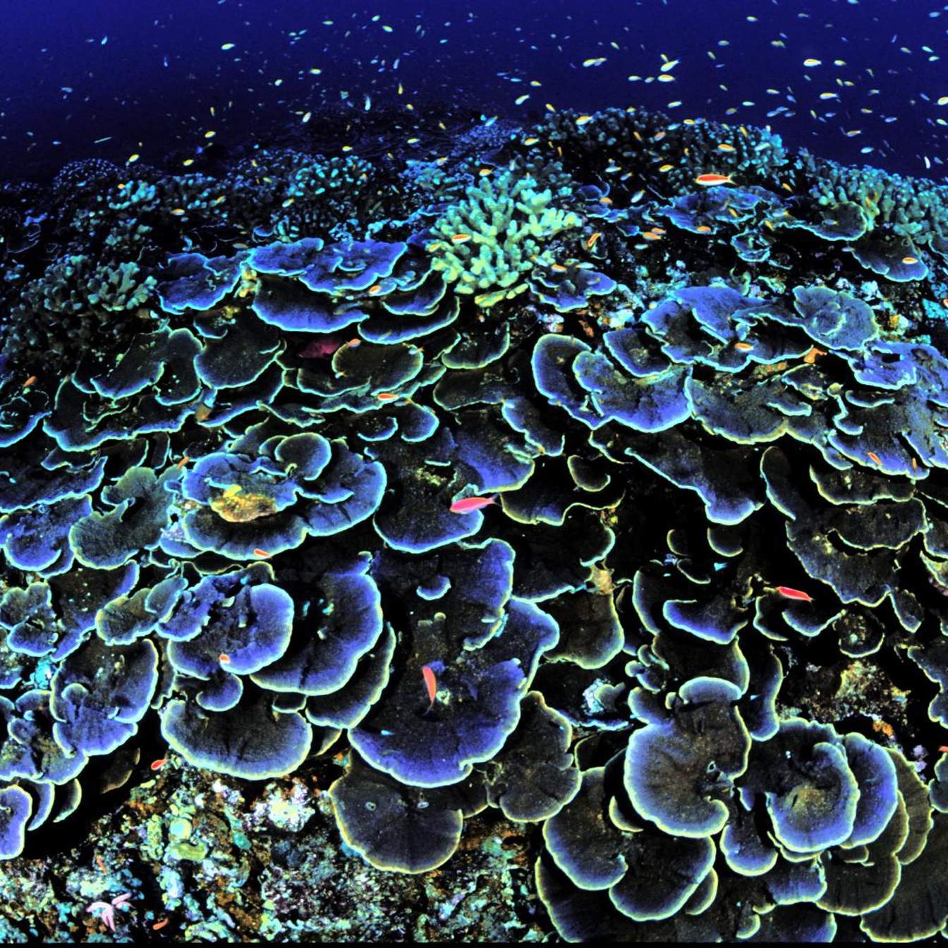 Deep Sea Mining Risks Irreversible Loss of Climate Stability