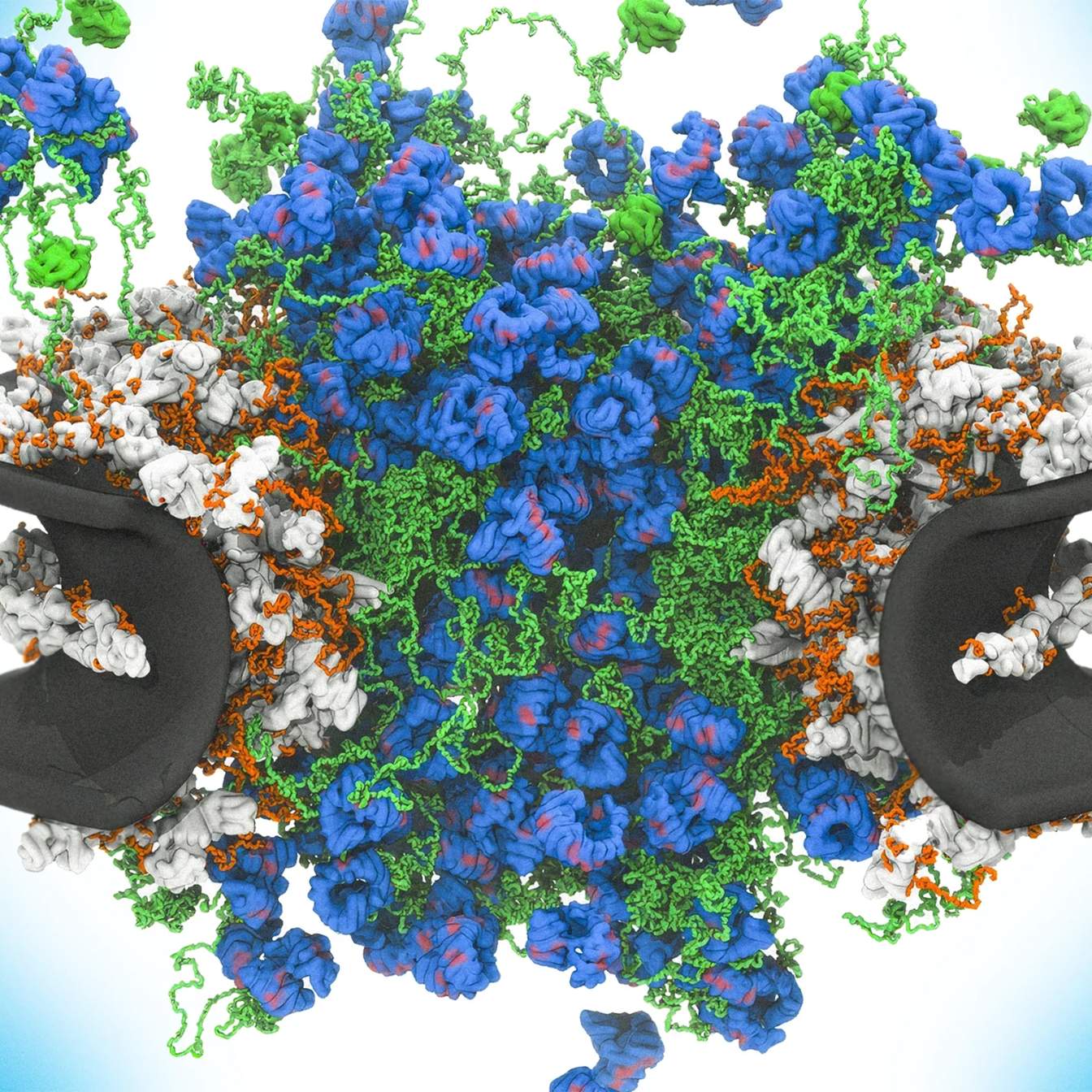 Disorder Drives Selectivity: Nuclear Pore Complex Dynamics