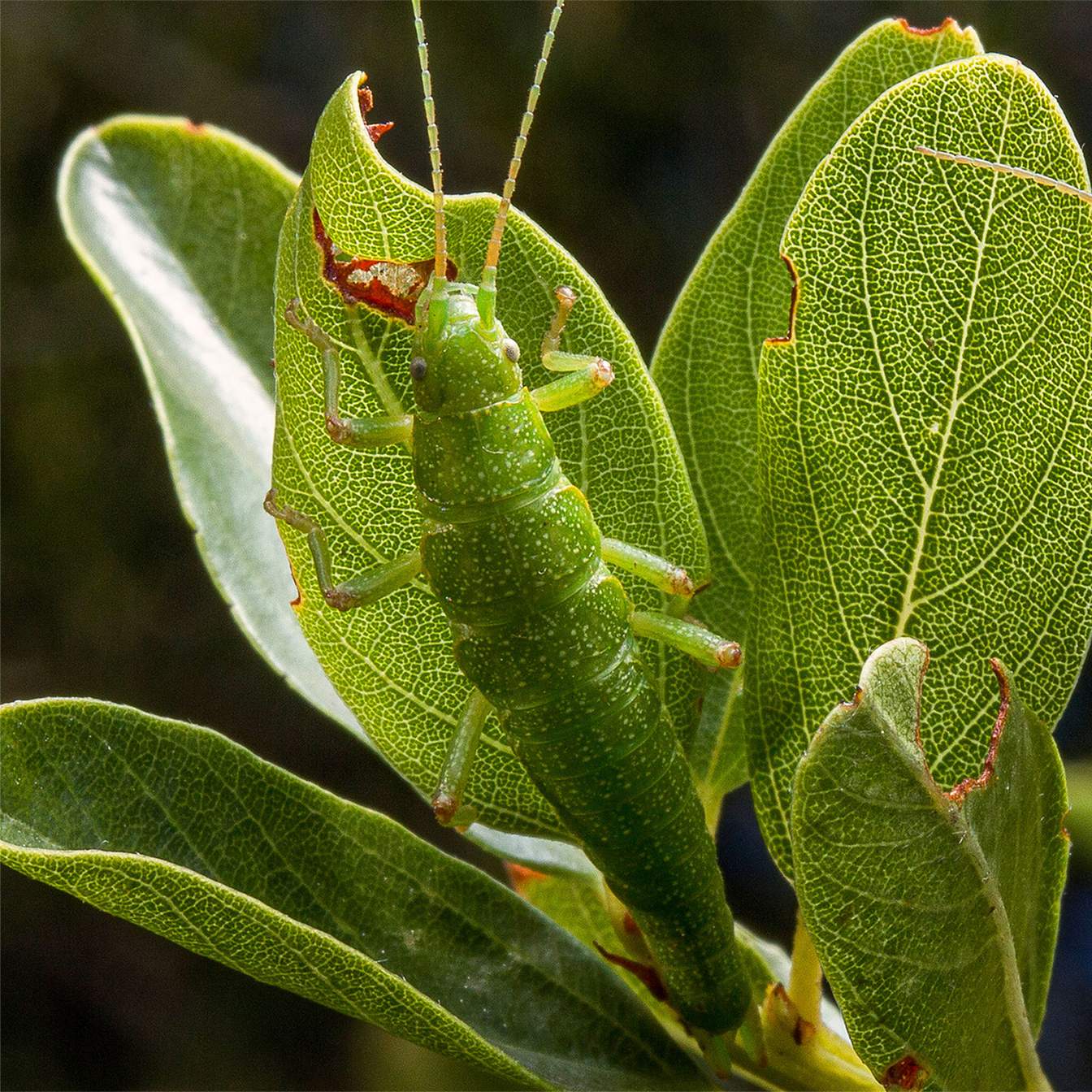 Species As Dynamic Toggles, Not Fixed Endpoints